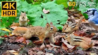 Cat TV for Cats to Watch 😺 Little Red Squirrel Chipmunks and Birds 🐿 8 Hours 4K HDR 60FPS