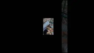 Сегодня день Рождение Бэссты!