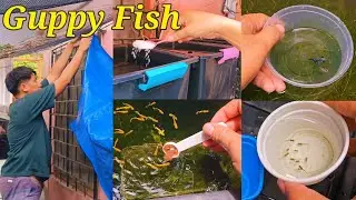 GUPPY FISH Keeping, Feeding, Catching Baby Guppies, And Setting Up New Outdoor Fish Tubs!