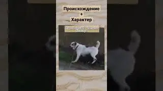 Туркменский Чемпион
