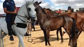 FEIRA DO CAVALO DE CAMPINA GRANDE PARAÍBA 13/11/2024