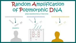 Random amplification of polymorphic DNA (RAPD) | principle | application and limitations