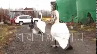 Сетями ловили сегодня лебедей, чтобы спасти их от мороза