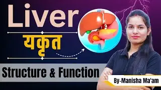 liver in hindi | यकृत (जिगर) | सम्पूर्ण संरचना एवं कार्य समझें आसान भाषा में