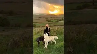 WOLVES HOWLING - Girl howls with Huge Wolves #wolfhowl #wolveshowling #wolf #wolves #giantwolf