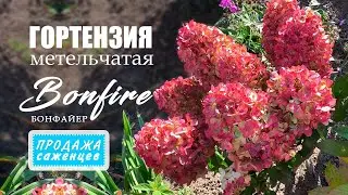 Гортензия метельчатая Бонфайер (Bonfire). Продажа саженцев