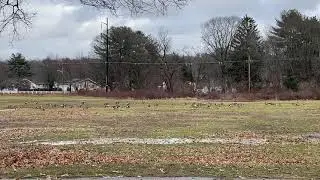 Wild ducks at school park