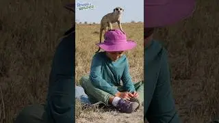 🐾 Meerkat climbs on boys head! Wild Africa Adventures