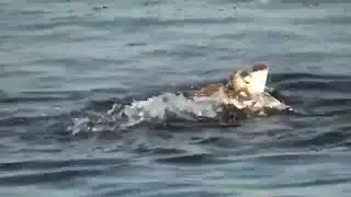 Утка против чайки