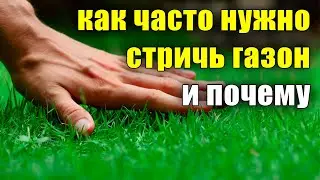 Как часто нужно стричь газон и почему, когда, зачем? Уход за газоном, сколько раз в неделю.