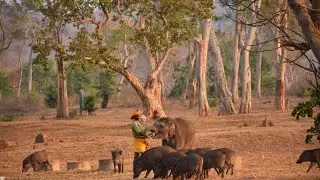 मनुष्य और हाथियों के बीच का संबंध, एक सच्ची कहानी।—Human & Elephant Amazing Relationship Story—Hindi