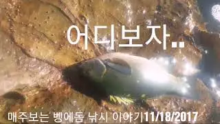 벵에돔 수초구멍치기