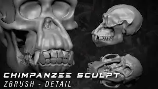 Zbrush - Chimpanzee Modelling Skull Modelling (Part 3)