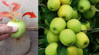 New skills! Growing a Apple's tree from apple fruit in water