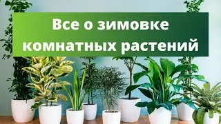 🌿💦 ЗИМНИЙ ПШИК. Опрыскивание растений в зимний период!