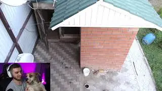 Хороший собака