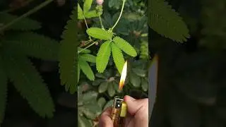 رد فعل غريب من هذا النبات / Strange reaction from this plant