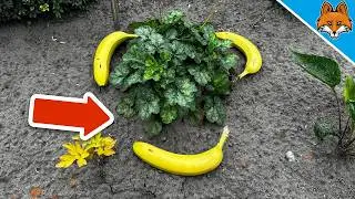 Put Bananas around your Plants and WATCH WHAT HAPPENS💥(Genius Trick)🤯