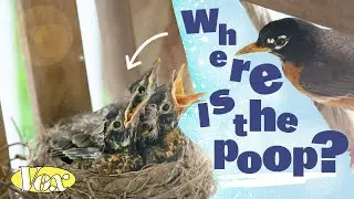 Why bird nests arent covered in poop