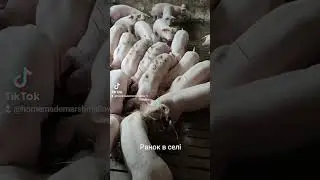 Ранок в селі