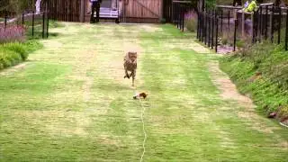 Cheetah Run - HD