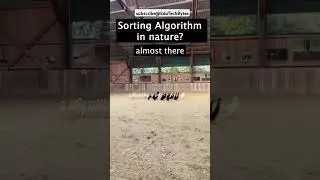 Nature of sorting algorithm 😱