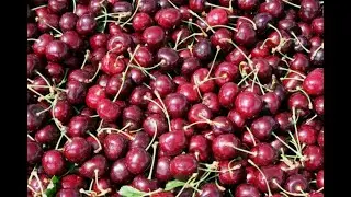 Cherries 101 - Selecting, Storing, and Preparing Cherries