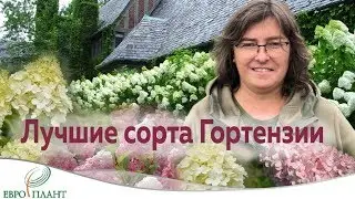 Ты узнаешь ее из тысячи... Сорта метельчатой гортензии.