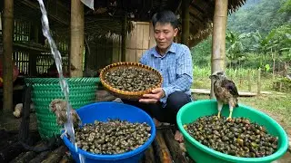 Harvesting Snail Go To The Market Sell - Take Care Of The Pet | Solo Survival