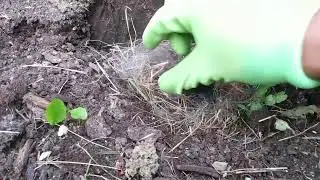 Nest of baby bunnies in our garden!  Watch us discover it.