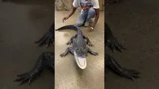Solid Black American Alligator! 😲🐊 