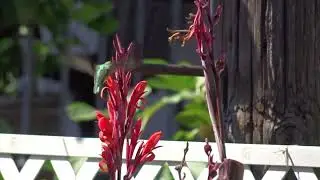 Humming Bird  vs Canna Lili