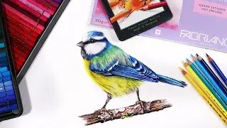 Elevate Your Creativity with Watercolor Pencils and Coloured Pencils | Drawing a Songbird