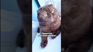 Породистые коты & дворянские #питомцы #cat