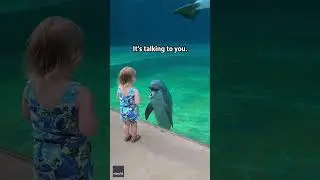 Little girl and super social dolphin stop to have a sweet chat | Humankind #shorts #goodnews