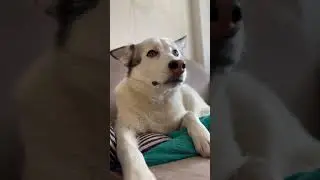 Самая фотогеничная😂🔥 #cutedogs #приколысживотными #смешныесобаки #приколыссобаками #shorts