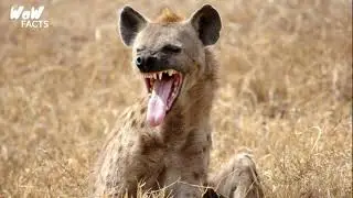 Most amazing facts about Hyenas | Spotted hyenas | Wow facts