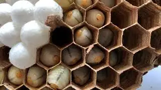 Asian giant hornet larvae in comb