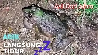 Suara kodok sawah pengantar tidur