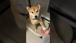 Shiba Inu Communicates With Owner In Smart Ways