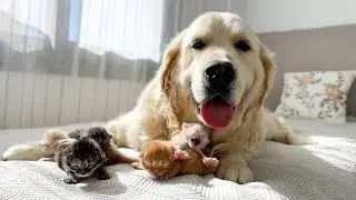 Golden Retriever and Newborn Baby Kittens