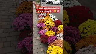 🌸🌼🌺 Осіння феєрія кольорів