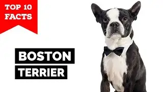 Boston Terrier - Top 10 Facts