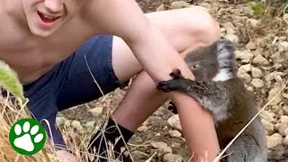 Baby Koala Gives Boy a Sweet Surprise