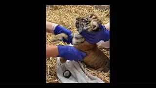 Tiger Cub has Physiotherapy at West Midland Safari Park