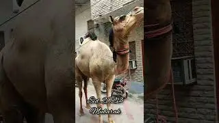 Eid Mubarak 2023 | Camel for Eid 2023 | #Shorts #youtubeshorts