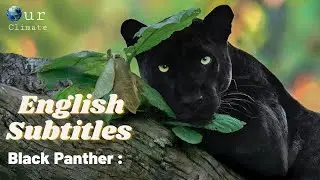 The Real Black Panther Documentary 2021 [English Subtitles] - Our Climate .