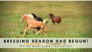 BREEDING SEASON on the homestead - Introducing New Horses Safely - WILL THEY ALL GET ALONG?