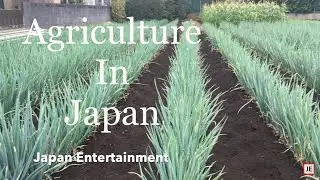 🇯🇵 Japan Agriculture || How Japanese Vegetable Farming inside Tokyo City? || Japanese Gardening