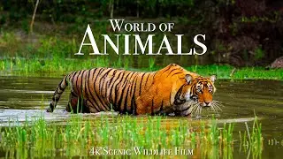 Animal World 4K - Scenic Wildlife Film With Calming Music